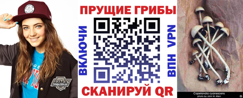 закладки  Хилок  Псилоцибиновые грибы ЛСД 